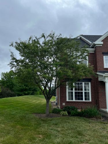 Fertilization for Precision Tree Service, Inc. in Ryland Heights, KY