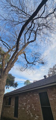  for Servin's Tree Care  in Houston, TX