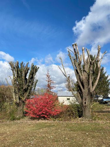 All Photos for Atwood’s Tree Care in Liberty,  KY