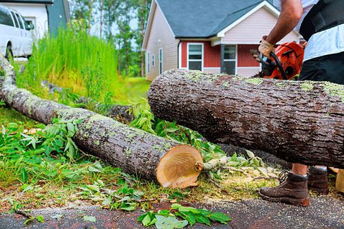 Emergency Tree Service  for Patriot Tree Service in Mesa, AZ