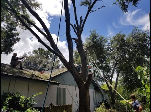 Tree Trimming for Tezna Landscaping, Trees & Pavers in Valrico, FL