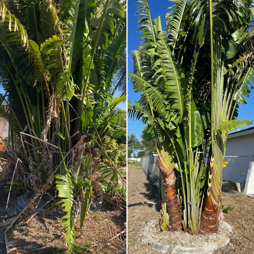 Palm Trimming for Lawn Caring Guys in Cape Coral, FL