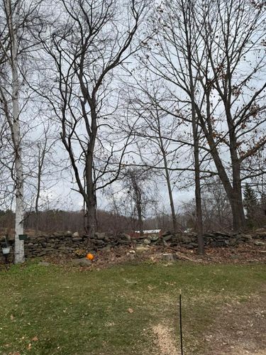 for Sterlings Tree Removal in Cobleskill, New York