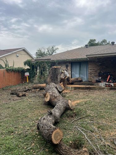 Tree Removal for Braun Tree Service in Floresville, Texas