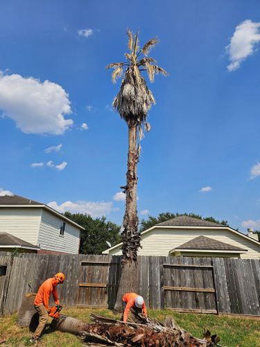  for Servin's Tree Care  in Houston, TX