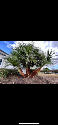All Photos for New Creation Landscaping in Myrtle Beach, SC