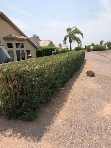 Shrub Trimming for Revolution Landscape Construction in Mesa, AZ