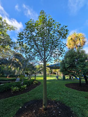 More Project Photos for Bridgewater Arbor Care LLC in Jupiter, FL