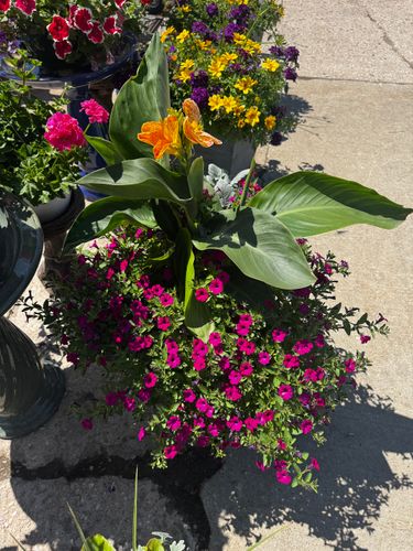 Gardening for Mayfield Landscaping in Staunton, IL
