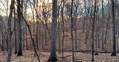 Forestry Mulching for Bluffside Forestry in Cedar Rapids, IA