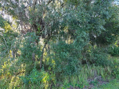  for Bay Area Bobcat in Riverview, FL