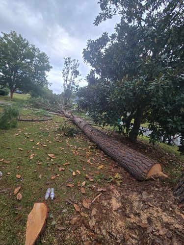 Tree Removal for Southern Shade Property Service in Ray City, GA