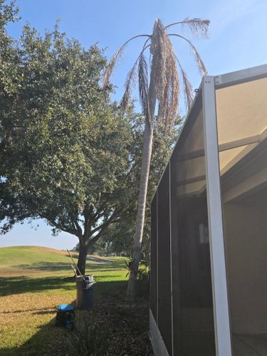 Tree Pruning for TREE BOYS in Ruskin, FL