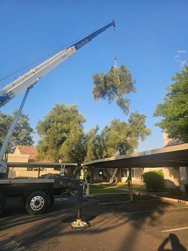 Tree Removal for T's Tree Service and Firewood in Apache Junction, AZ