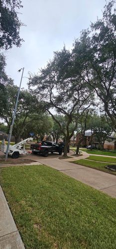  for Servin's Tree Care  in Houston, TX