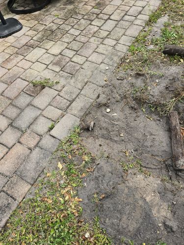 Root Pruning for Bridgewater Arbor Care LLC in Jupiter, FL
