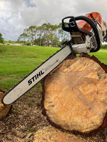 Stump Removal for Ryker's Tree Service in Dunedin, FL