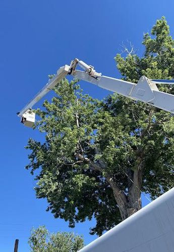 Tree Trimming for Stump Removal and Daughters in Aurora, CO