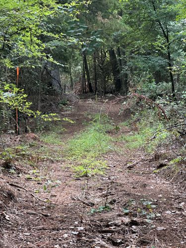 Land Clearing for Tyler Sand Gravel And Excavation in Ben Wheeler, TX