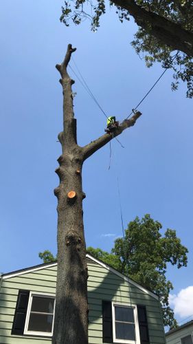  for Big Bear Tree Service in Newport News, VA