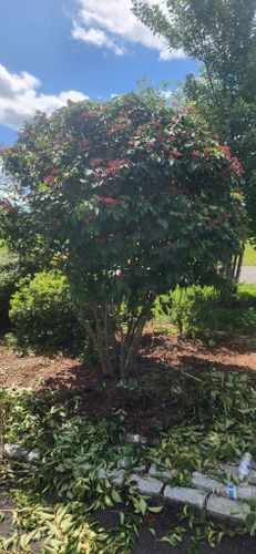 Tree & Shrub Care for Cristians Maintenance and Hardscaping llc in Bedminster, NJ