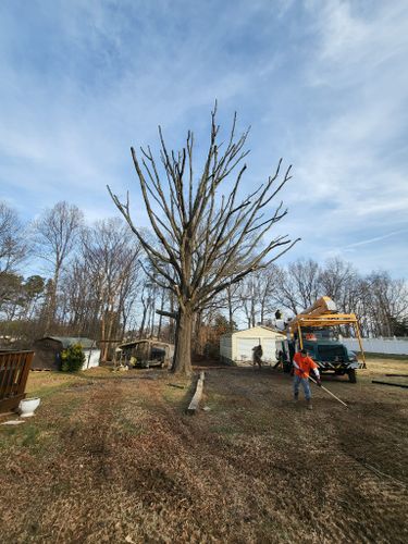 All Photos for Smitty's Tree Service in Danville, VA