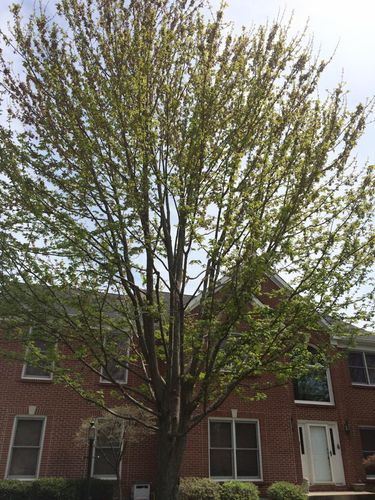 Planting for Precision Tree Service, Inc. in Ryland Heights, KY