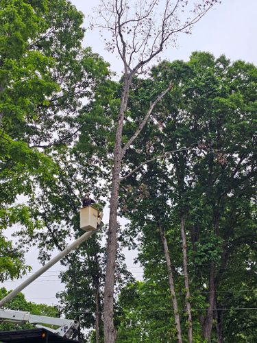 All Photos for ABC Tree Service in Dobson, NC