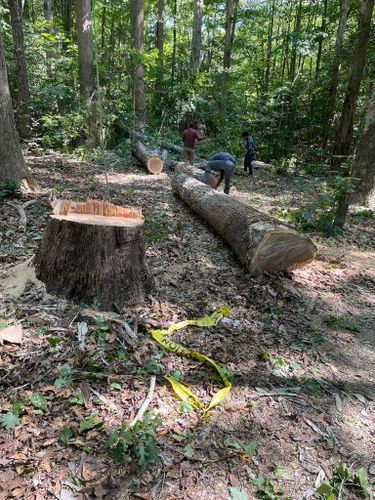 Tree Removal for Rosales Landscaping LLC in Lake Gaston, North Carolina