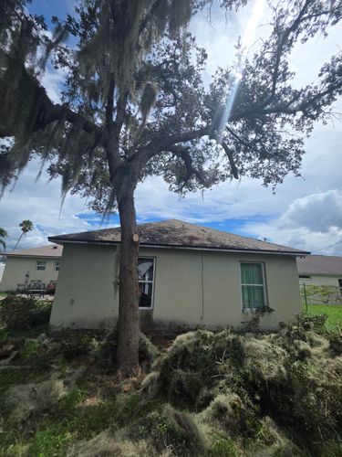 All Photos for Highlife Tree Care And Landscaping in Altamonte Springs, FL