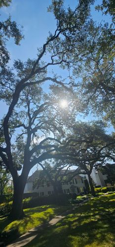  for Servin's Tree Care  in Houston, TX