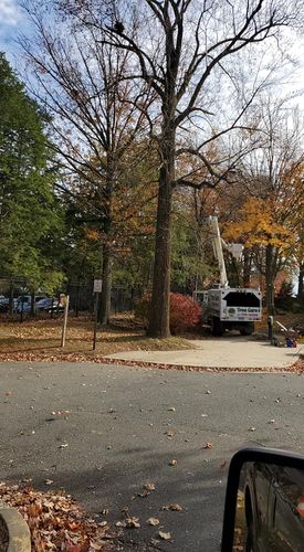 Tree Removal for W D Giampa Lawns and Landscape Inc. in Manassas, VA