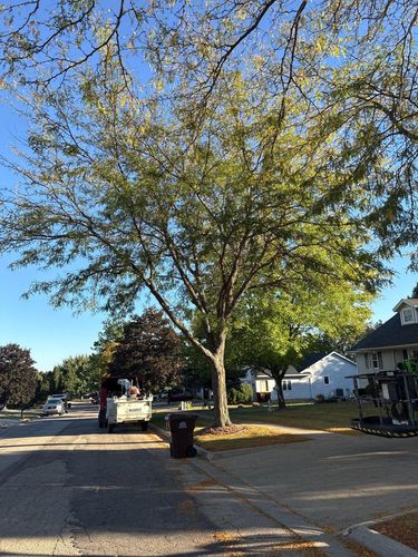 Fall Clean Up for Fransen's Tree Service  in Freeport, IL