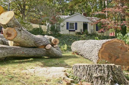 Tree Removal for Blu-J Tree Care in Arlington, TX