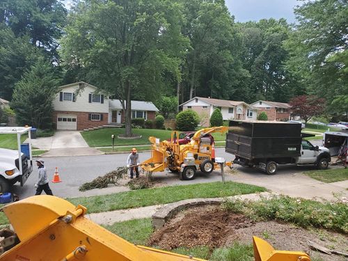 Tree Removal for W D Giampa Lawns and Landscape Inc. in Manassas, VA