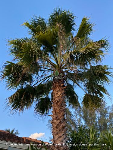 Palm Trimming for A.C.'s Landscape and Lawn Maintenance in   Coral Springs, FL