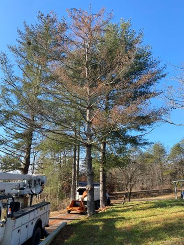 Tree Removal for Atwood’s Tree Care in Liberty,  KY