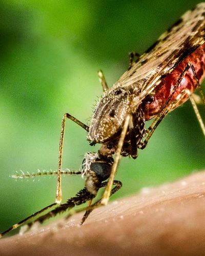  for Green Pro Lawn Care in Greensboro, NC