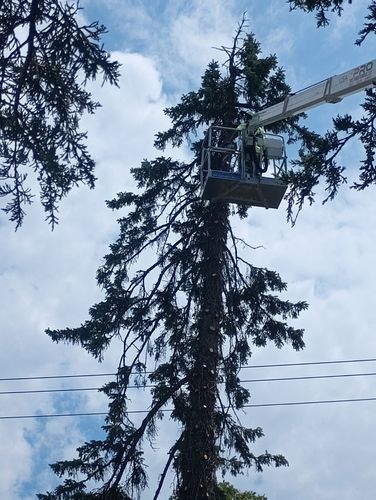 Tree Removal for Pro Tree Trim & Removal, Llc in Dayton, OH