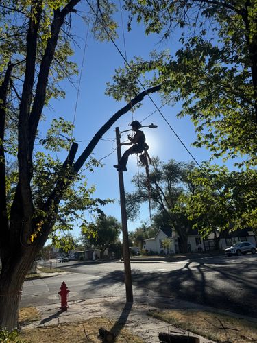 Tree Removal for Elevated Tree Care in Gillette, WY
