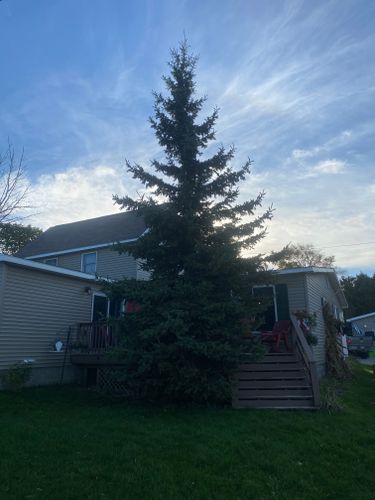 Tree Removal for Bear Creek Tree Service LLC in Rudyard, MI