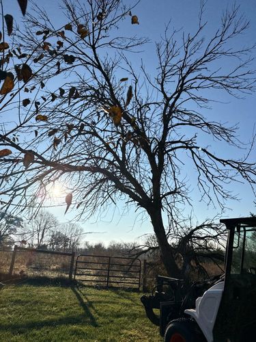 Fall Clean Up for Fransen's Tree Service  in Freeport, IL
