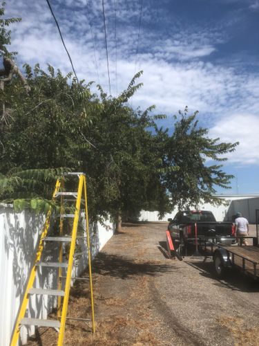 Tree trimming for Elite Horizons in Abilene, TX