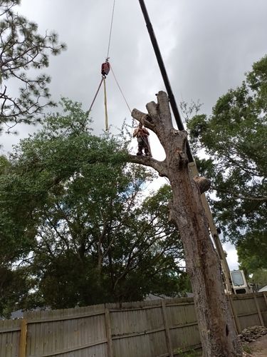 All Photos for A Southern Style Tree Service in Orlando, FL