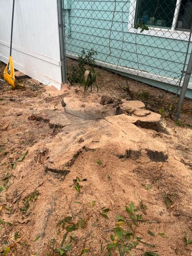 Stump Grinding for Busy Beaver Stump Removal, Inc in Clearwater, FL