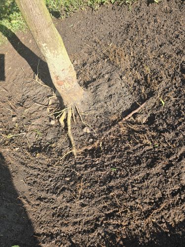 All Photos for Bridgewater Arbor Care LLC in Jupiter, FL