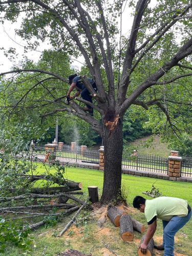 Tree Removal for Rosales Landscaping LLC in Lake Gaston, North Carolina