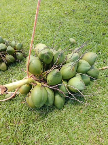  for Big Island Coconut Company in Pilialoha, HI