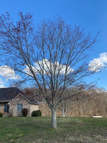 All Photos for Atwood’s Tree Care in Liberty,  KY