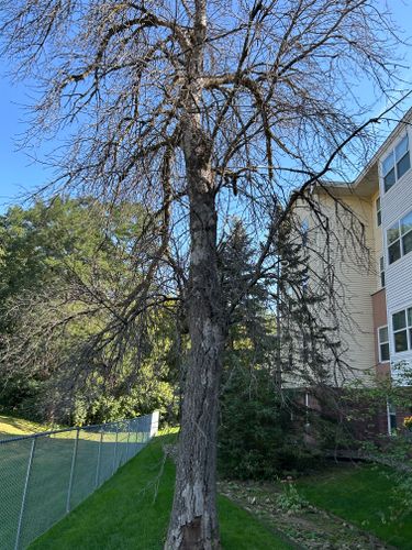 Tree Trimming for Allstate Tree Service and Crane in Minneapolis, MN